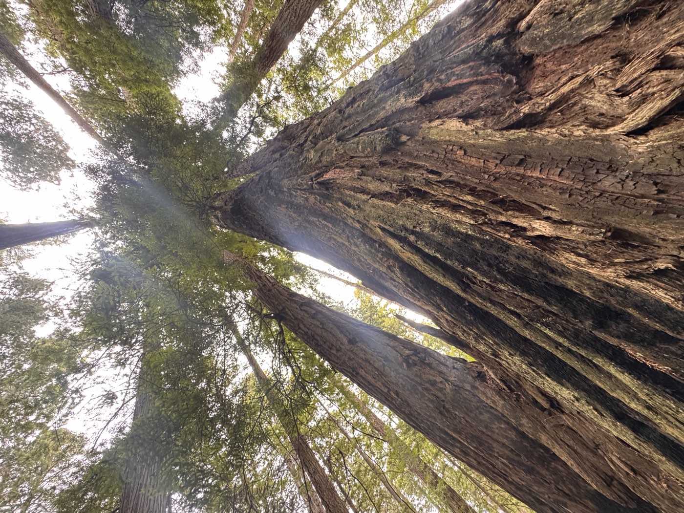Redwood National Park